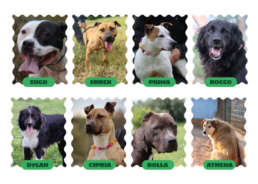 Conosci gli amici a 4 zampe di Fondazione Cave Canem ETS in cerca di una famiglia. 